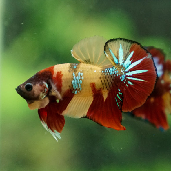 Multicolor/Galaxy Koi Plakat -13 weeks Old