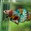 Multicolor/Galaxy Koi Plakat -16 weeks Old