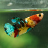 Multicolor/ Galaxy Koi Plakat- Female- 13 Weeks Old