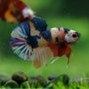 Multicolor/Galaxy Koi Plakat -16 weeks Old