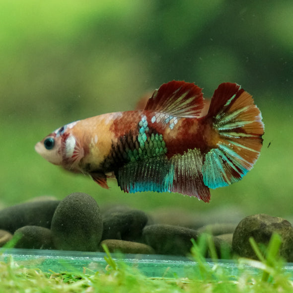 Multicolor/ Galaxy Koi Plakat - Female- 13 Weeks Old