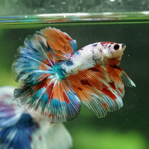 Galaxy/Candy Koi Halfmoon - 14 weeks old