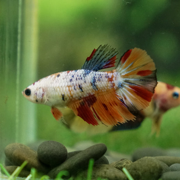 Multicolor/ Galaxy Koi Halfmoon - Female- 13 Weeks Old