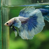 Dumbo Halfmoon - 12 weeks old