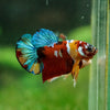 Multicolor/Galaxy Koi Plakat -16 weeks Old