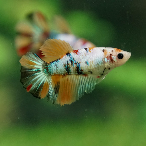 Multicolor/ Galaxy Koi Halfmoon- Female- 13 Weeks Old