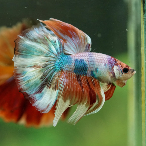 Galaxy/Candy Koi Halfmoon - 14 weeks old