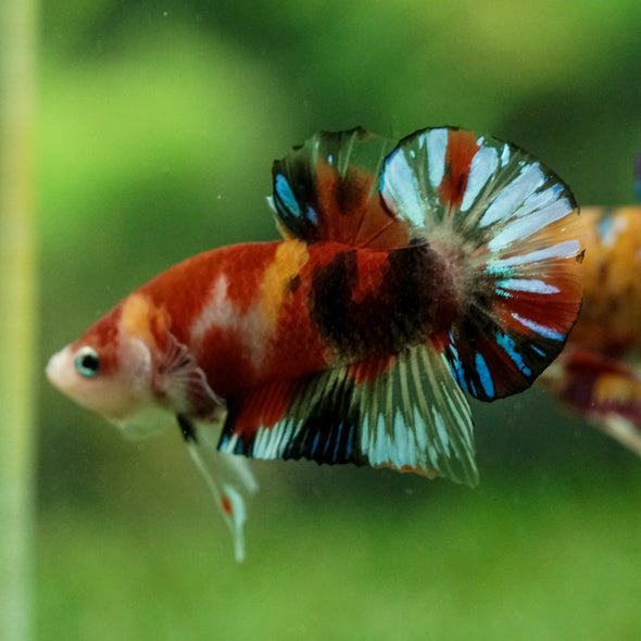 Multicolor/Galaxy Koi Plakat -15 weeks Old