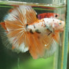 Galaxy/Candy Koi Halfmoon - 14 weeks old