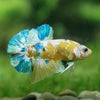 Multicolor/Galaxy Koi Plakat -13 weeks Old