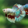Galaxy/Candy Koi Halfmoon - 14 weeks old