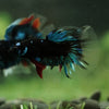 Black Base Galaxy Koi Halfmoon (Avatar) - 14 weeks old