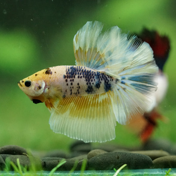 Galaxy/Candy Koi Halfmoon - 11 weeks old