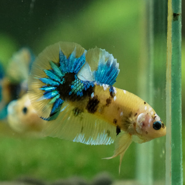 Multicolor/Galaxy Koi Plakat -13 weeks Old