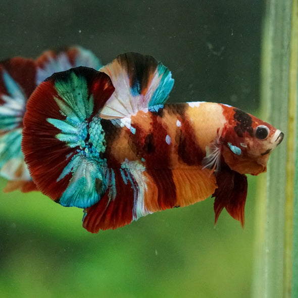 Multicolor/Galaxy Koi Plakat -16 weeks Old