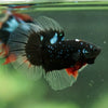 Black Base Galaxy/Candy Koi Halfmoon - 14 weeks old
