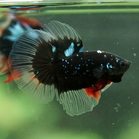 Black Base Galaxy/Candy Koi Halfmoon - 14 weeks old