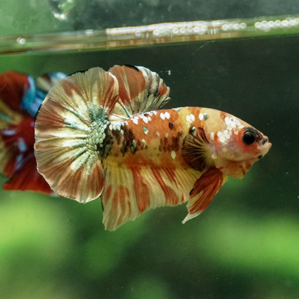 Multicolor/Galaxy Koi Plakat -13 weeks Old