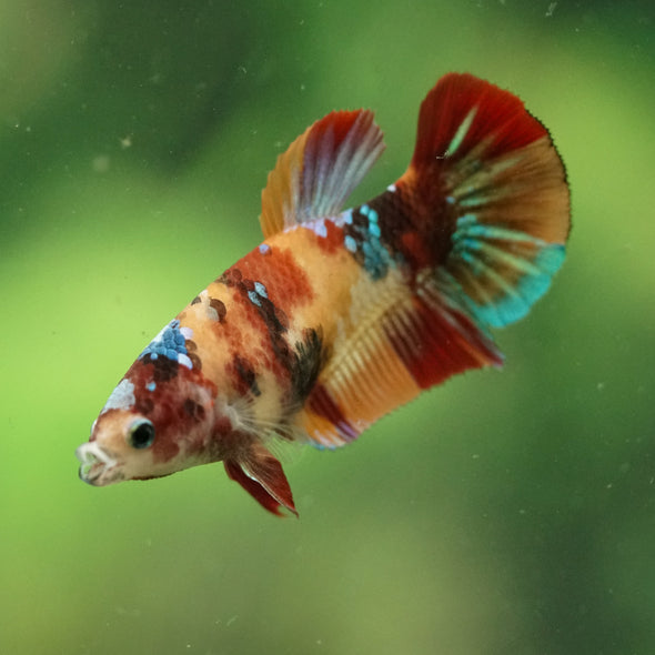 Multicolor/ Galaxy Koi Plakat- Female- 13 Weeks Old