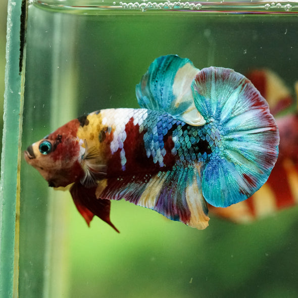 Multicolor/Galaxy Koi Plakat -16 weeks Old