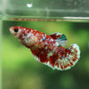 Multicolor/ Galaxy Koi Plakat- Female- 13 Weeks Old