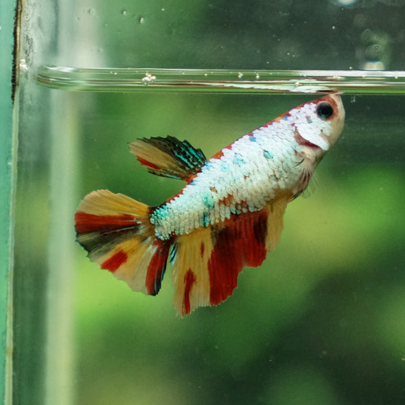 Multicolor/ Galaxy Koi Halfmoon- Female- 13 Weeks Old