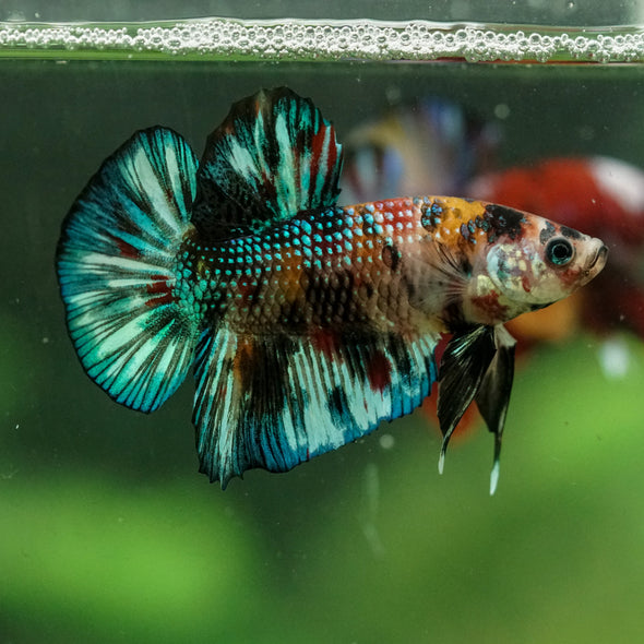 Multicolor/Galaxy Koi Plakat -16 weeks Old