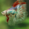 Galaxy/Candy Koi Halfmoon - 14 weeks old