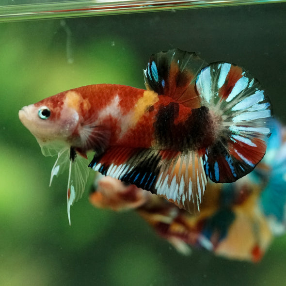 Multicolor/Galaxy Koi Plakat -15 weeks Old