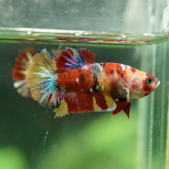 Multicolor/ Galaxy Koi Plakat - Female- 13 Weeks Old