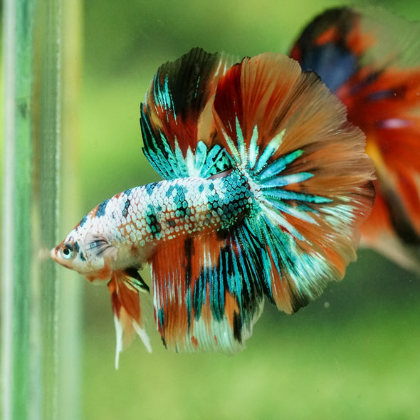 Galaxy/Candy Koi Halfmoon - 11 weeks old