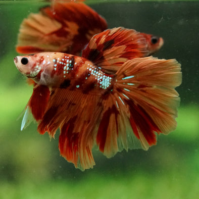 Galaxy/Candy Koi Halfmoon - 14 weeks old