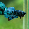 Black Koi Galaxy Plakat (Avatar) -10 weeks Old