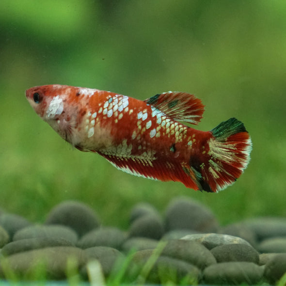 Multicolor/ Galaxy Koi Plakat- Female- 13 Weeks Old