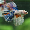 Galaxy/Candy Koi Halfmoon - 14 weeks old