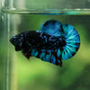 Black Koi Galaxy Plakat (Avatar) -13 weeks Old