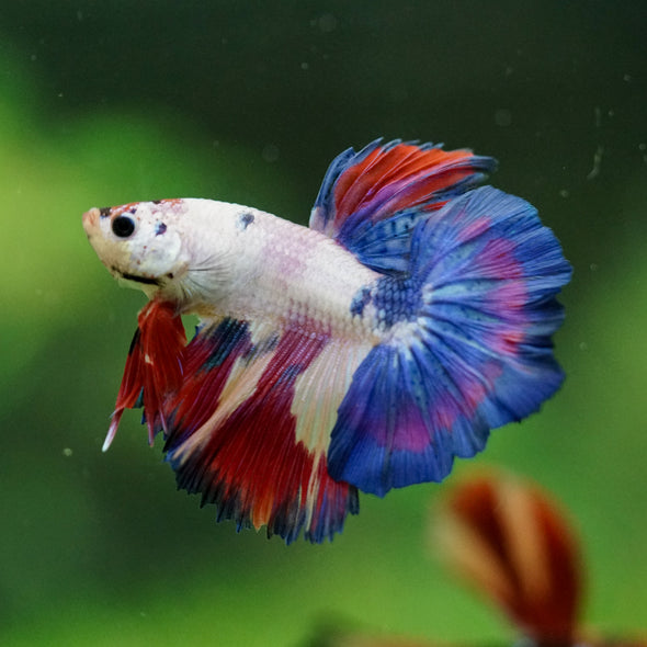 Galaxy/Candy Koi Halfmoon - 10 weeks old