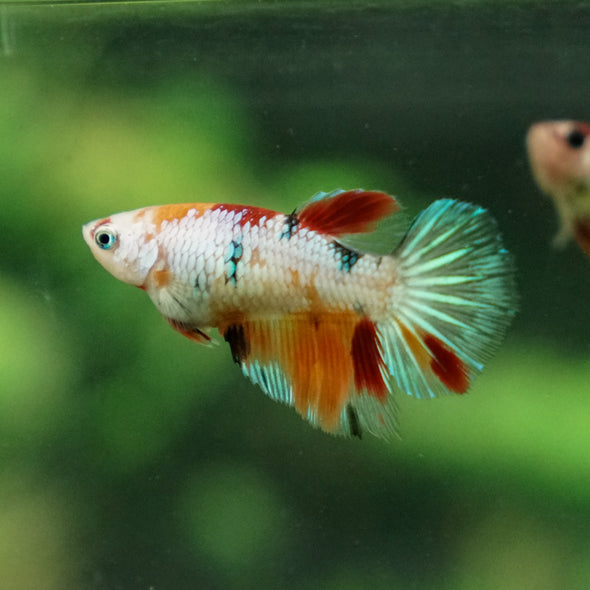 Multicolor/ Galaxy Koi Halfmoon- Female- 13 Weeks Old