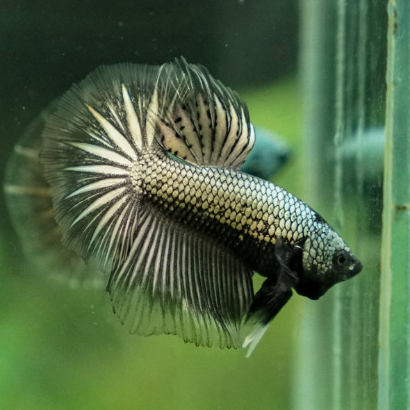 Black Copper Halfmoon - 10 weeks old