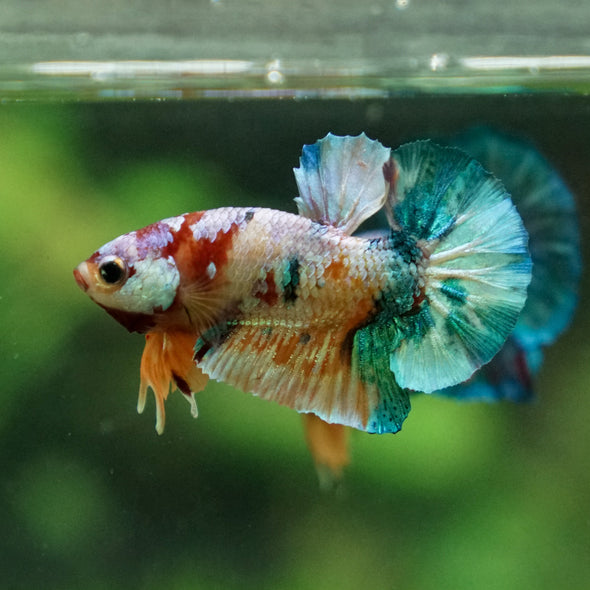 Multicolor/Galaxy Koi Plakat -11 weeks Old