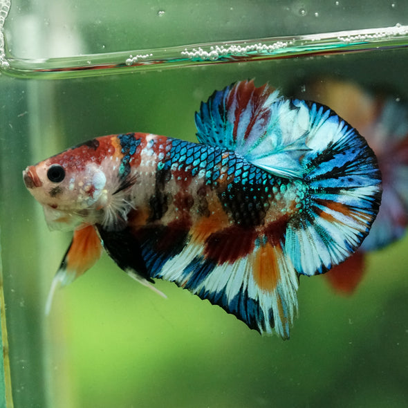 Multicolor/Galaxy Koi Plakat -16 weeks Old