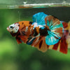Multicolor/Galaxy Koi Plakat -16 weeks Old
