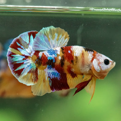 Multicolor/Galaxy Koi Plakat -16 weeks Old