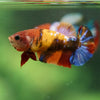 Multicolor/ Galaxy Koi Plakat- Female- 13 Weeks Old