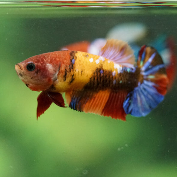 Multicolor/ Galaxy Koi Plakat- Female- 13 Weeks Old