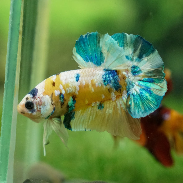 Multicolor/Galaxy Koi Plakat -13 weeks Old