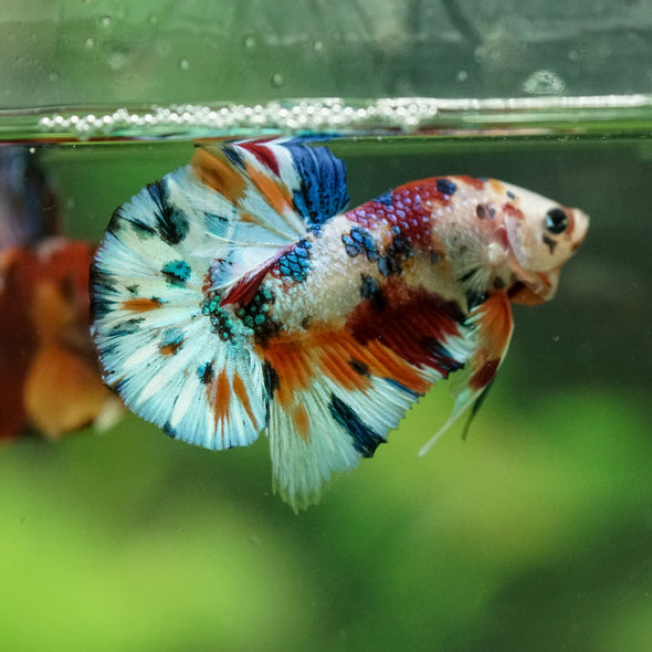 Multicolor/Galaxy Koi Plakat -16 weeks Old