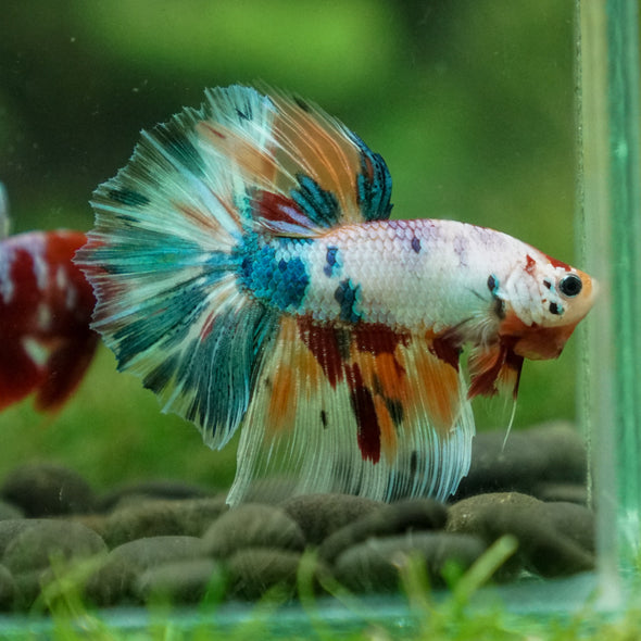 Galaxy Koi Halfmoon - 13 weeks old