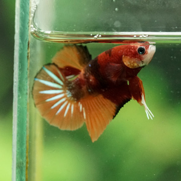 Multicolor/Galaxy Koi Plakat -10 weeks Old