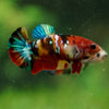 Multicolor/ Galaxy Koi Plakat- Female- 13 Weeks Old